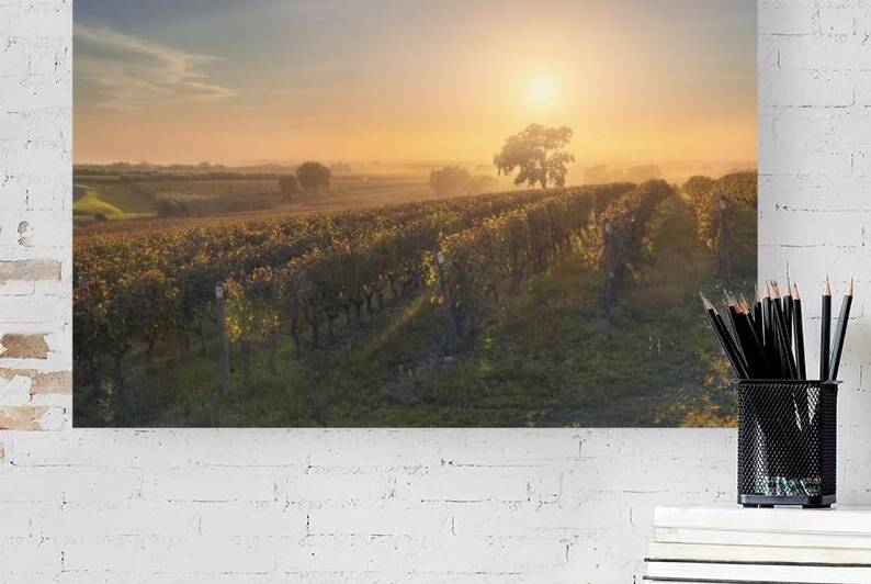 Bolgheri vineyards and a tree in a foggy sunset by Stefano Orazzini