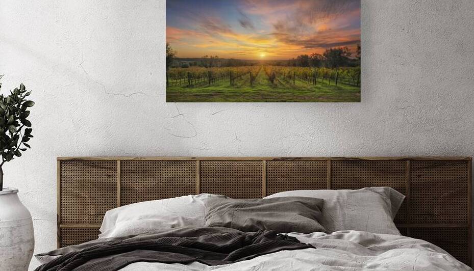 Bolgheri vineyards at sunset by Stefano Orazzini