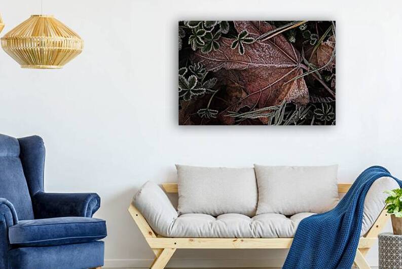 leaves hoarfrost ripe morning sun by Samant4