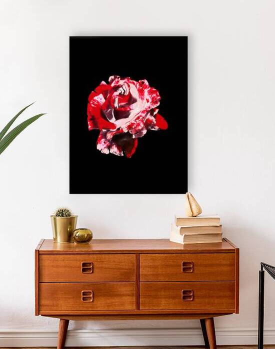 Abstract Single Red Rose by Catriona Roberts Nature Photography and Designs
