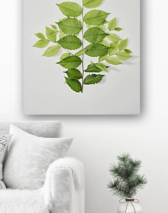 Spring leaves  by Jim Franco Photography