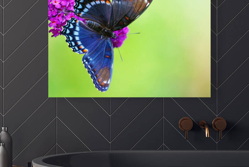 Red Spotted Purple Butterfly by Deb Oppermann