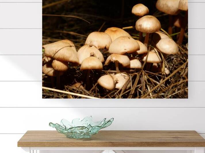 Scottish Highlands Forest Mushrooms by Catriona Roberts Nature Photography and Designs