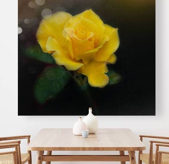 Yellow Rose III by Joan Han