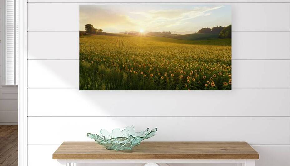 vast field of sunflowers  sunset  warm golden lig by Printing Zone