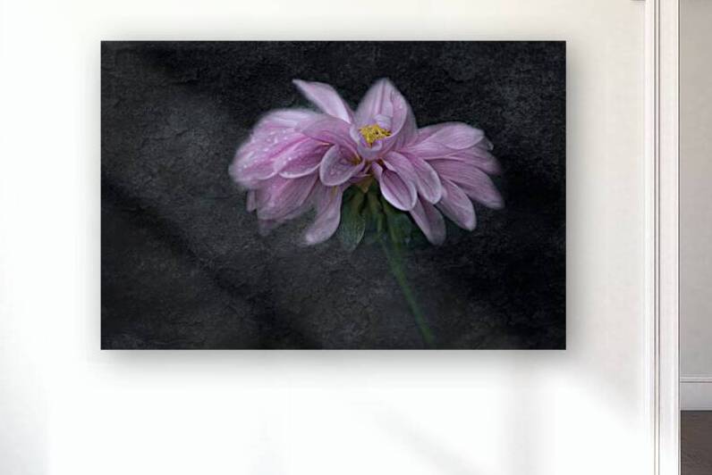 Soft Pink Dahlia on Black by Joan Han