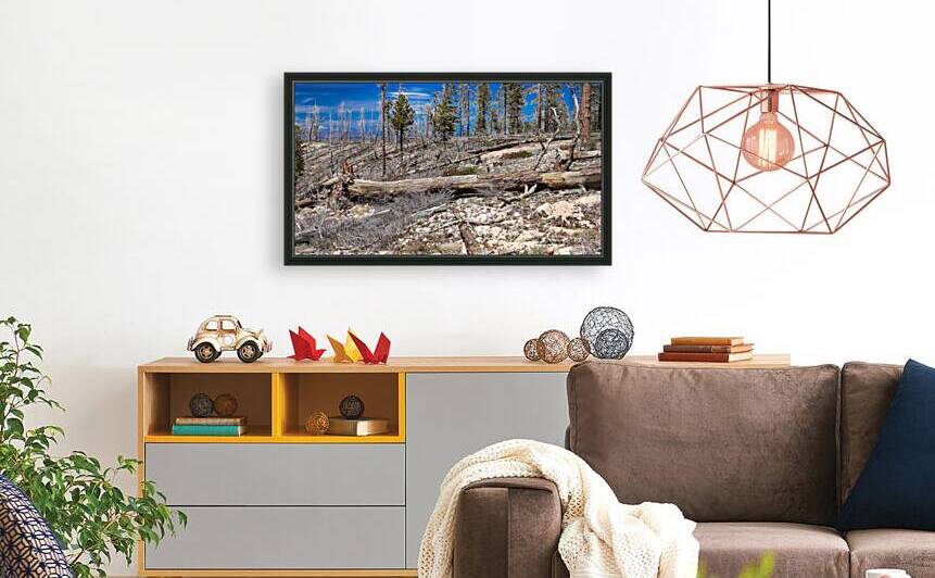 After the Fire Bryce Canyon National Park  by Tony Lacroix