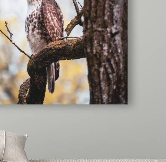 Red Tailed Hawk by Jason Fink