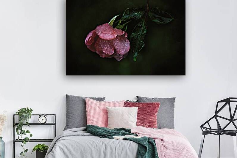 Pink Rose with Raindrops by Joan Han