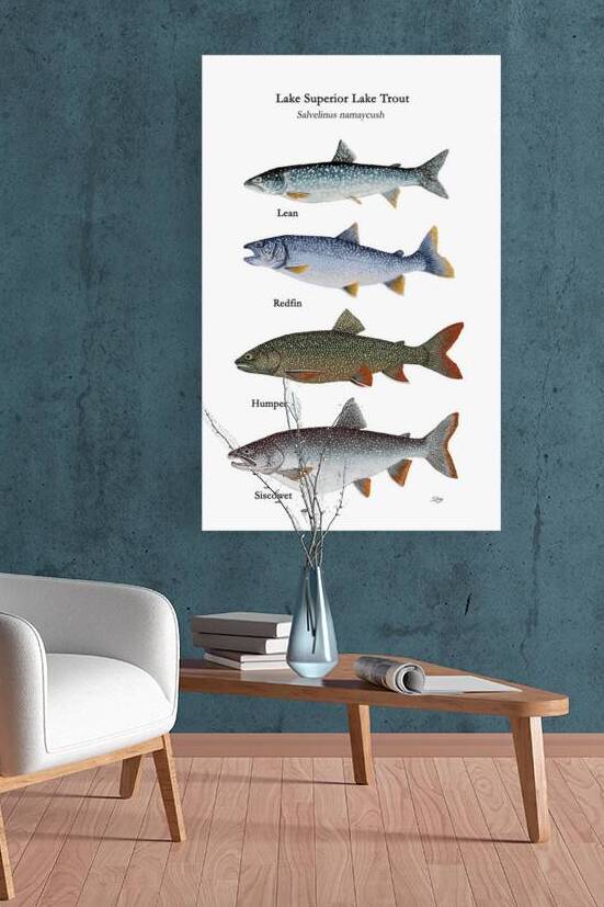 Lake Superior Lake Trout Morphs Painting by Stephen Emms