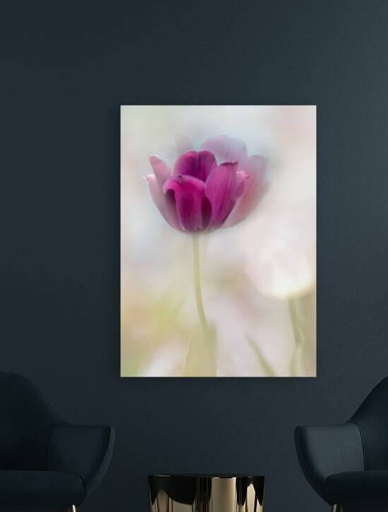 Purple Tulips in the Sunshine by Joan Han