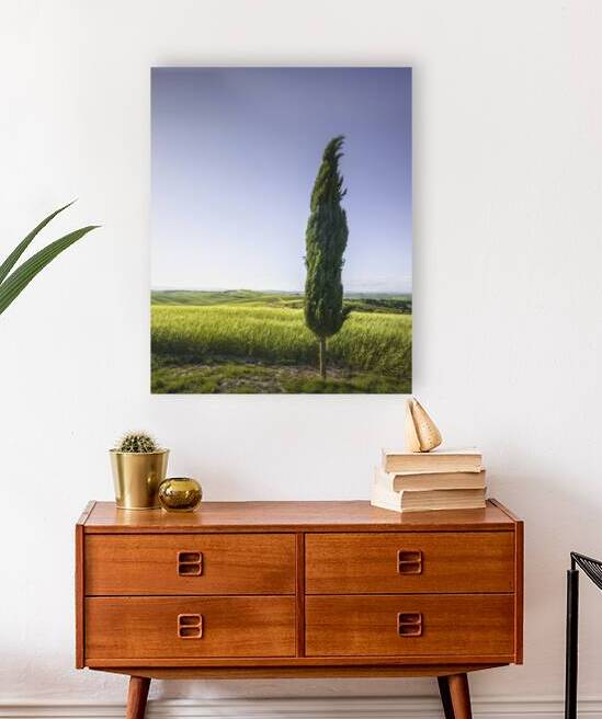 Cypress tree along the route of the via Francigena. Tuscany by Stefano Orazzini