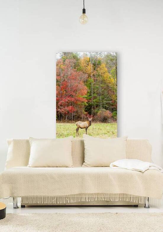 Bull Elk in Cataloochee Valley in North Carolina   by Ricky A Richardson 