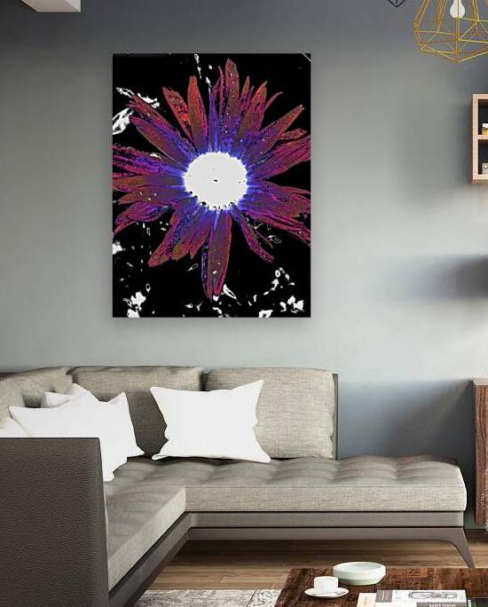 Abstract Vibrant Red and Purple Daisy Flower by Catriona Roberts Nature Photography and Designs