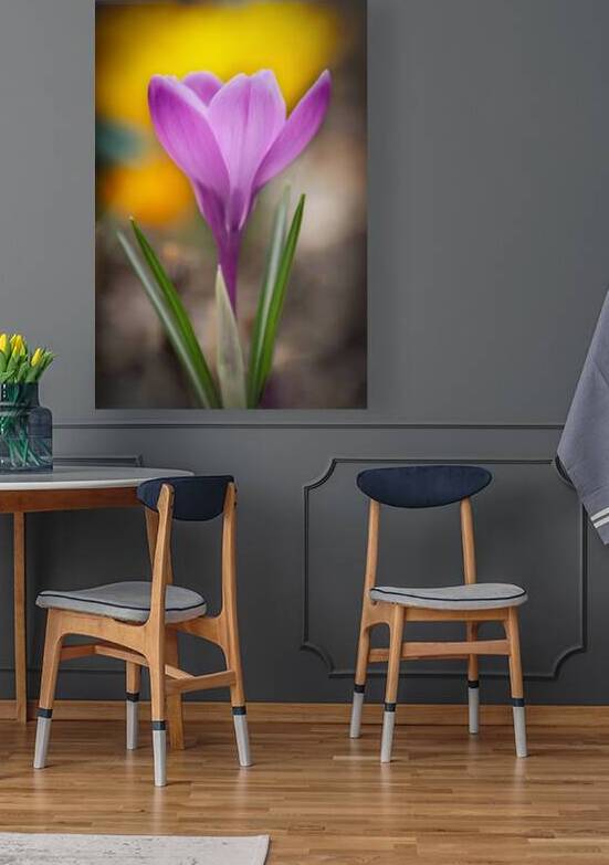 Pink Crocus by Joan Han