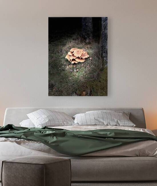 Scenes from the Trail- Woodland Mushrooms by Catriona Roberts Nature Photography and Designs