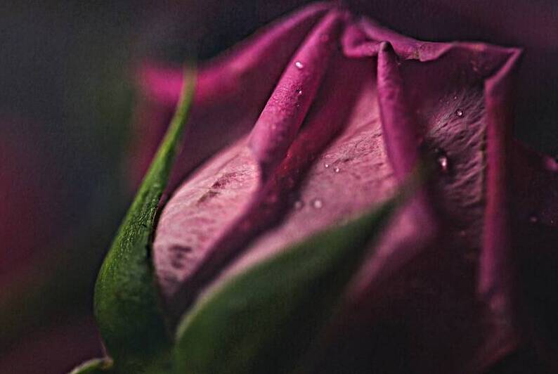  44A6856 by Daniel Thibault artiste-photographe