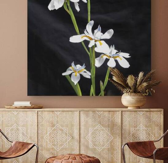African Iris Morea Dietes X12 3 by Rich Franco