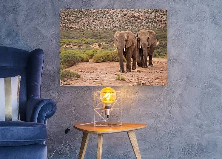 Elephants by Suzie Persa