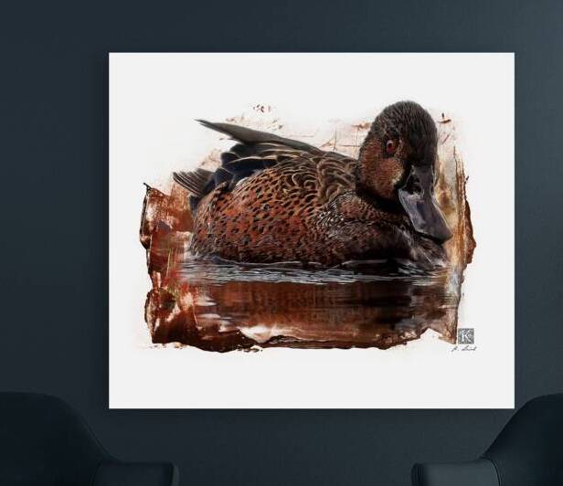 Cinnamon Teal by Kenneth Laird Studios