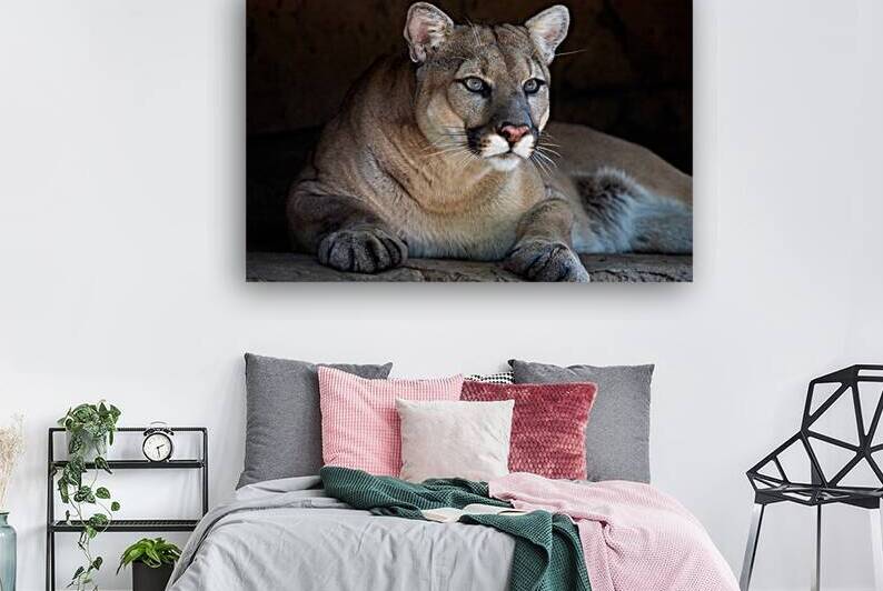 Watchful Cougar by John J Van Decker