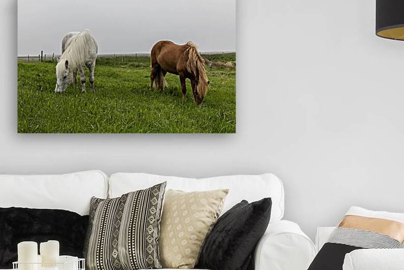 Icelandic horses grazing on green pasture in iceland on misty da by Gualtiero Boffi
