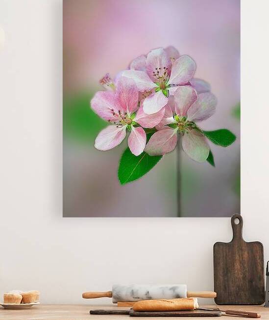 Crabapple Flowers by Joan Han