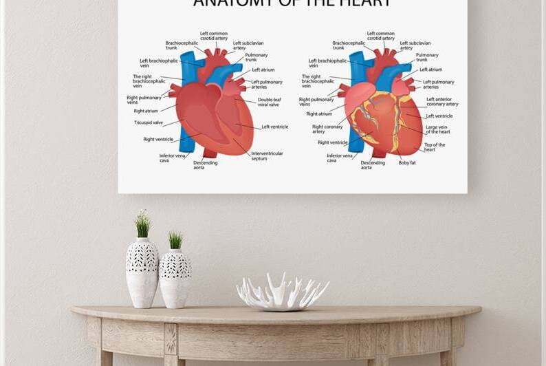 Anatomy of the heart by Point Art