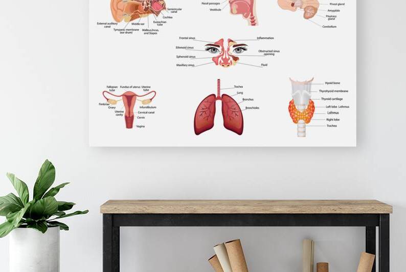 Internal human body organs by Point Art