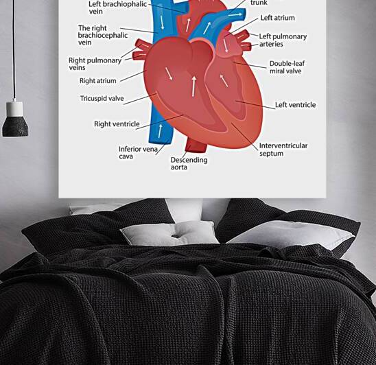Heart anatomy  by Point Art