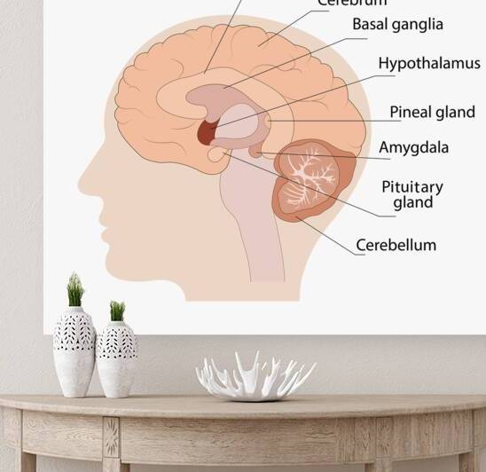 Human brain by Point Art