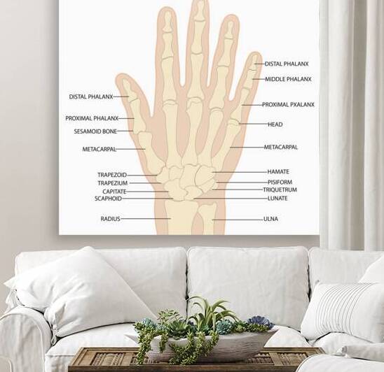 Human hand anatomy  by Point Art