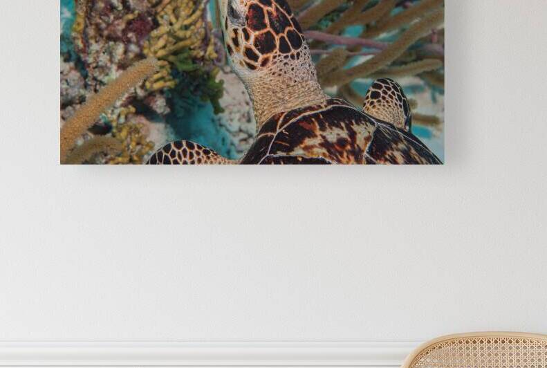 Close Up of a Hawksbill Sea Turtle by Ken Desloover