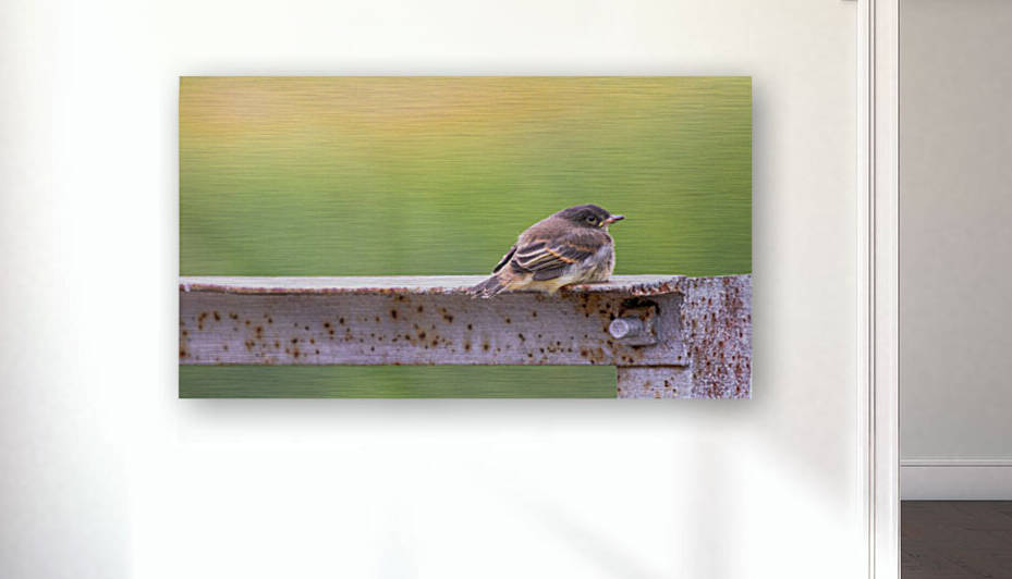 Fledgling Eastern Phoebe by Joe Riederer