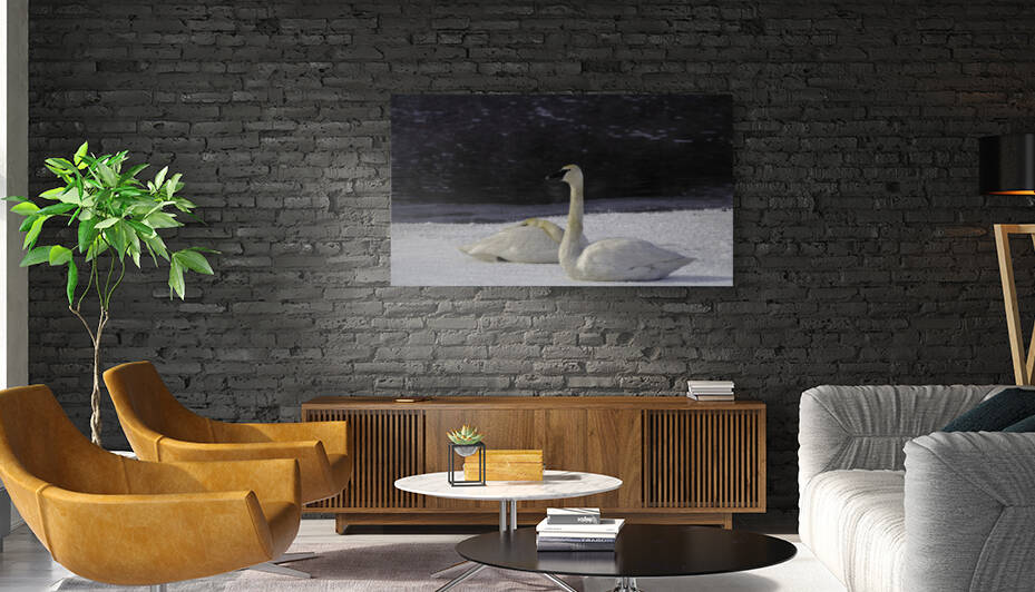 Trumpeter Swans on Ice by Joe Riederer