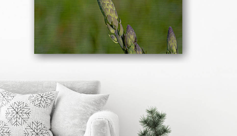 Baptisia Bud in June by Joe Riederer