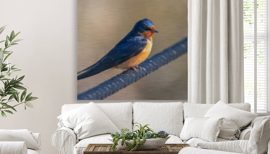 Barn Swallow on Rope by Joe Riederer