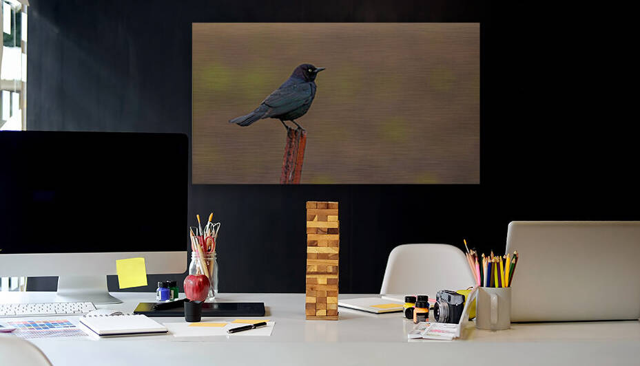 Brewers Blackbird on Post by Joe Riederer