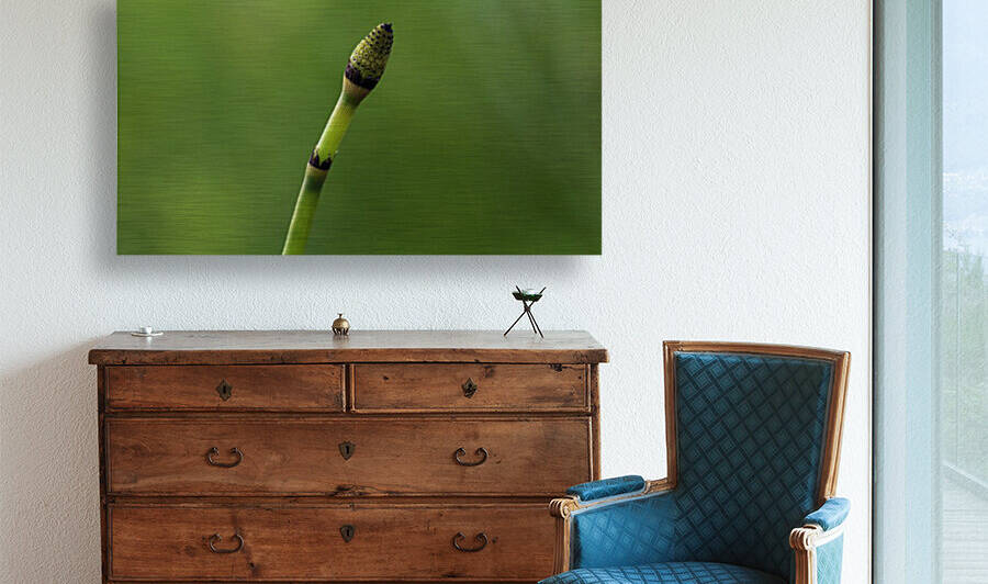 equisetum horsetail by Joe Riederer