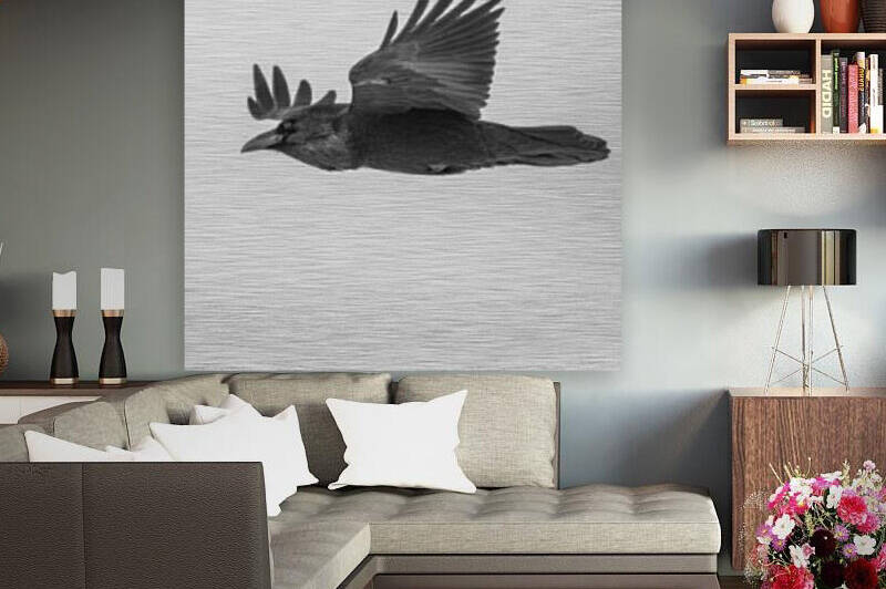 Common Raven by Joe Riederer