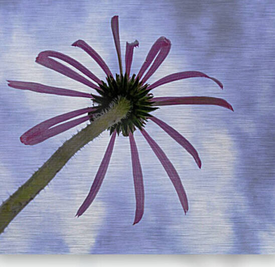 coneflower fireworks by Joe Riederer