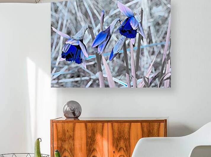 Blue Surreal Daffodils                                                                                                                      by Catriona Roberts Nature Photography and Designs