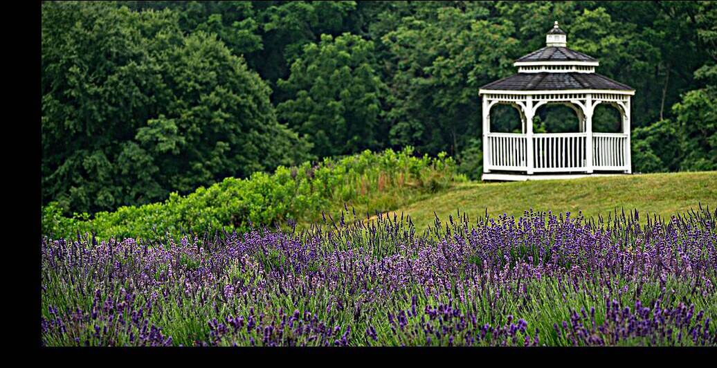 Lavender Gazebo by Dream World Images