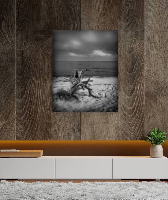 Driftwood Dreams: Bald Point State Park by Dream World Images