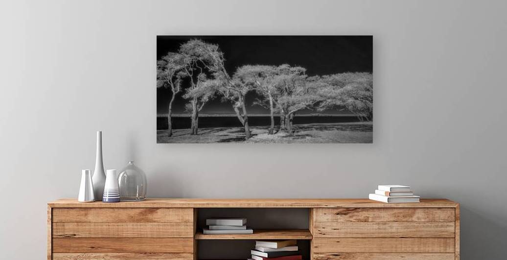 Enchanted Canopy: Exploring Gulf Shores Mystical Oaks by Dream World Images