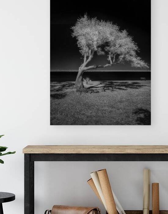 Solitude Unveiled: A Dogs Day Out in Gulf Shores Alabama by Dream World Images