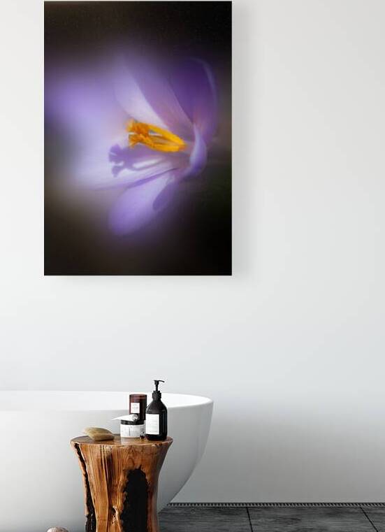 Purple Crocus I by Joan Han