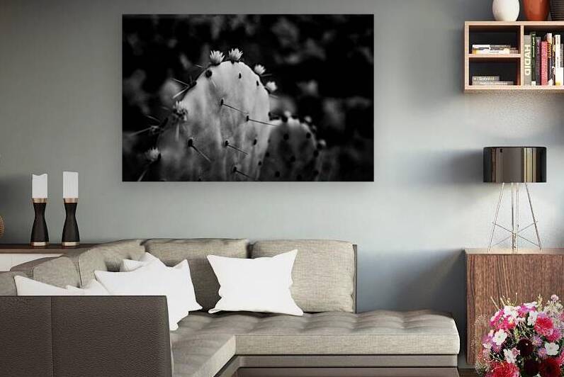 Ink and Thorn: Capturing the Essence of Texas Cacti in Monochrom by Dream World Images