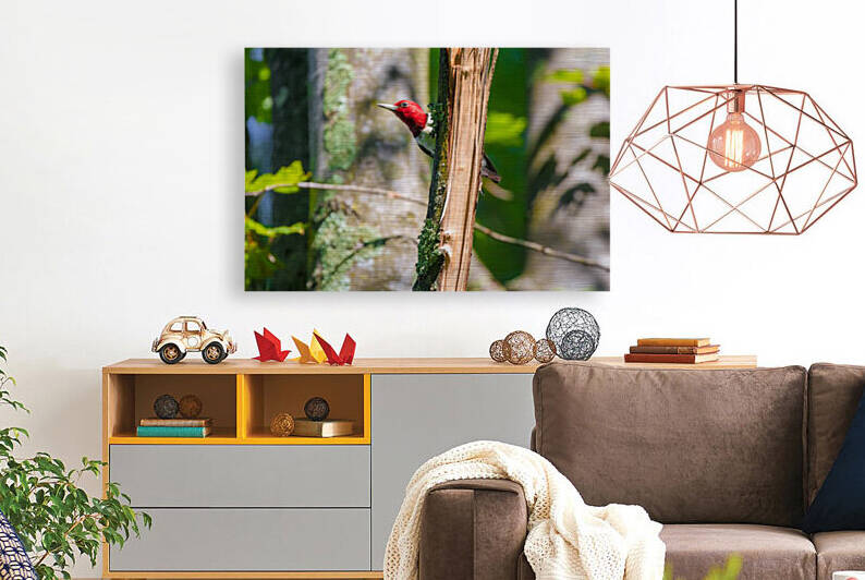 Red-headed woodpecker by Joe Riederer