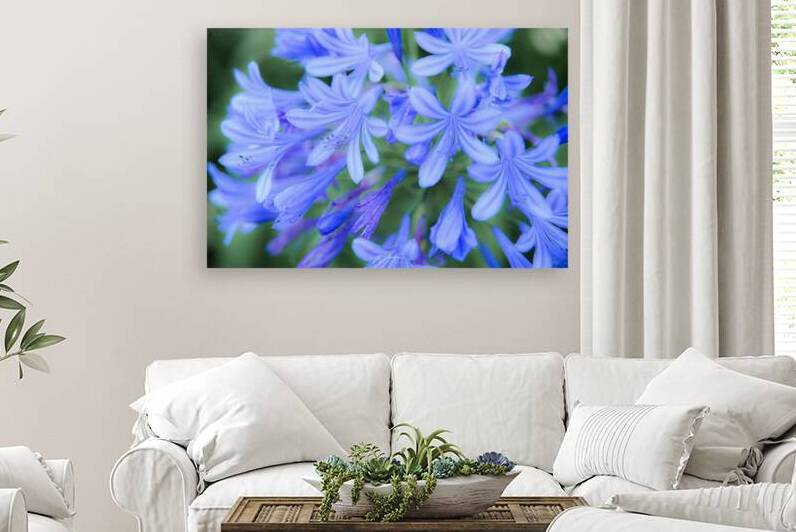 Fleurs Porto by Jean-Louis Desrosiers